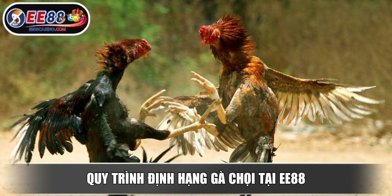Quy trình định hạng gà chọi tại EE88